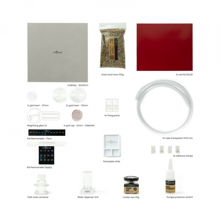 Bundle Offer - Messor barbarus